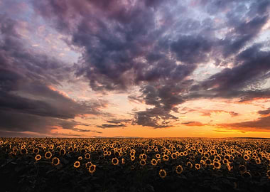 Sunflower Field at Sunset