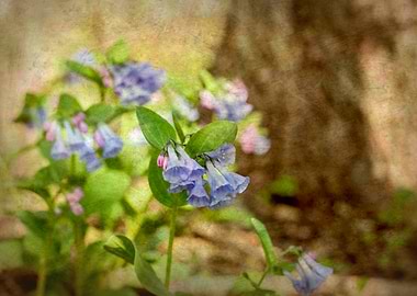 Bluebell Flowers in Spring