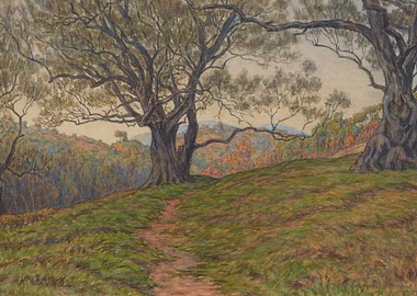Path through ancient olive trees