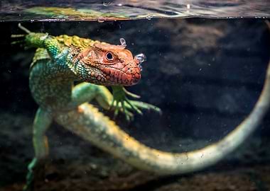 Lizard swimming underwater