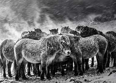 Horses in a Snowstorm