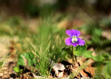 Purple Violet Flower in Green Grass