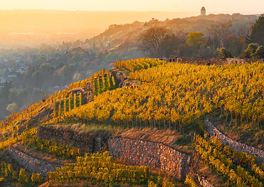 Autumn Vineyard on a Hillside