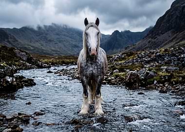 Horse standing in a stream