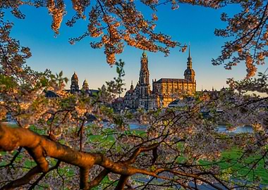 Dresden cityscape with cherry blossoms