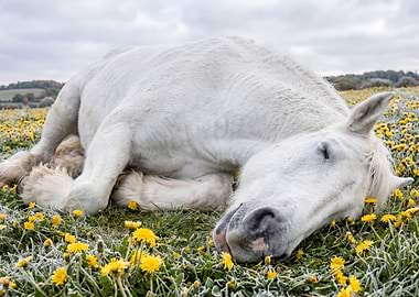 White horse sleeping in a field of flowers