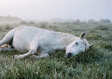 White horse sleeping in a misty field