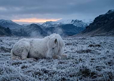White horse resting in frosty landscape