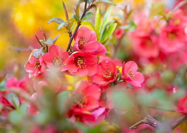 Pink Japanese Quince Blossoms