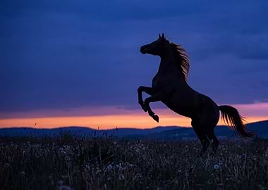 Horse Rearing at Sunset