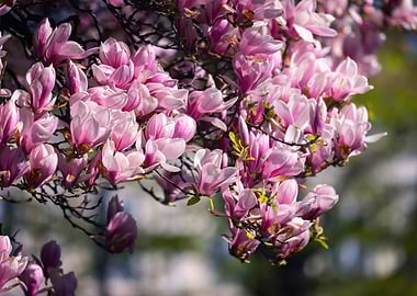 Pink Magnolia Blossoms on Branches