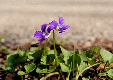 Purple Violets in Bloom