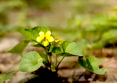 Yellow Violet Flower in Bloom