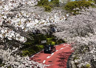 Cherry Blossoms in Tokyo