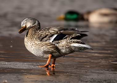 Quack This Way