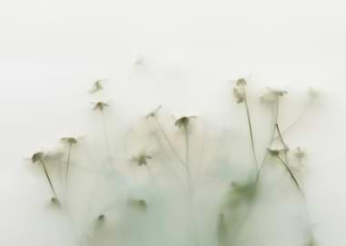 Soft Focus Wildflowers