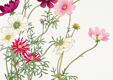 Cosmos Flower - Tanigami Kônan