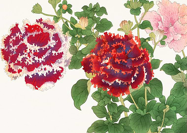 Petunia Flower - Tanigami Kônan