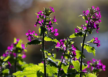 Purple flowers in sunlight