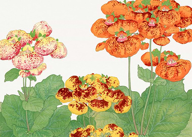 Calceolaria Flower - Tanigami Kônan