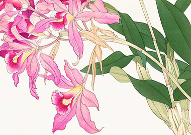 Laelia Orchid Flower - Tanigami Kônan