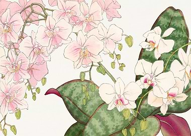 Orchid Flowers no. 1