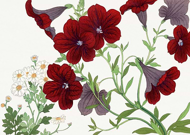 Salpiglossis Flower - Tanigami Kônan
