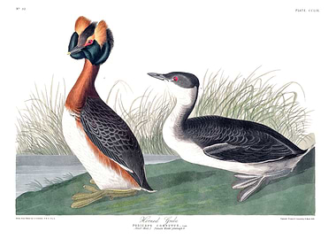 The Birds of America - Horned Grebe