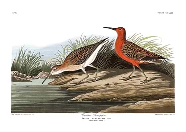 The Birds of America - Pigmy Curlew