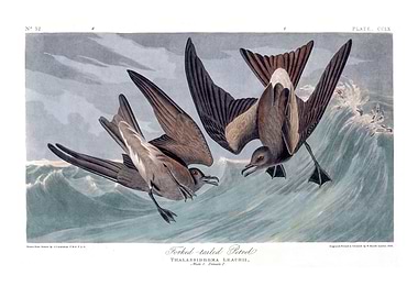The Birds of America - Forked-tailed Petrel