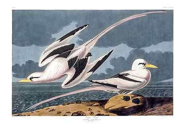 The Birds of America - Tropic Bird