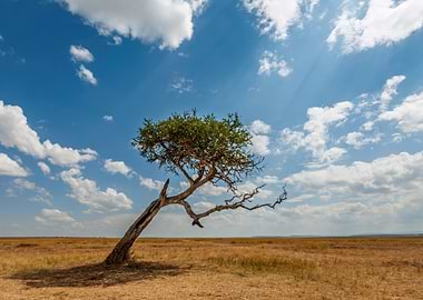 Lone Acacia Tree in African Savannah