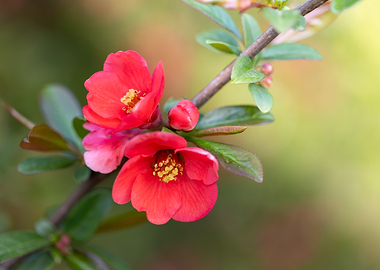 Red Japanese Quince Flowers