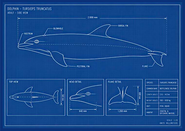 Dolphin Blueprint
