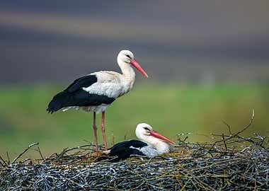 Two Storks in a Nest