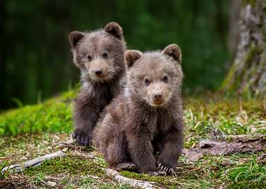 Two adorable bear cubs in a forest