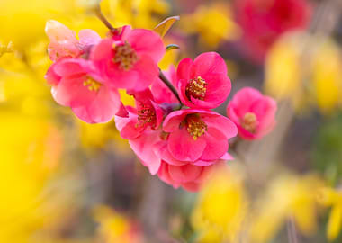Pink and Yellow Spring Blossoms