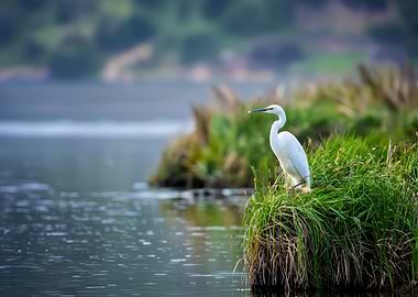 White Egret on Grassy Island