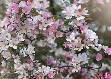 Pink and white cherry blossoms