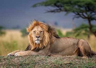 Majestic Lion Resting in Savannah