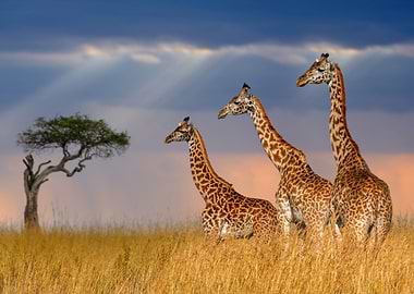 Three Giraffes in African Savannah