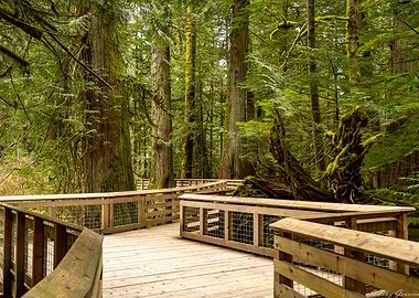 Boardwalk through a mossy forest MacMillan Provincial Park