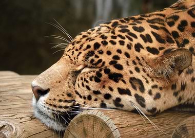 Sleeping leopard