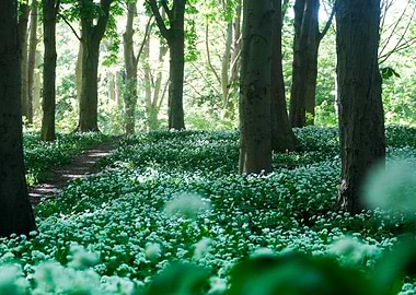 Enchanted Forest Path with Wild Garlic