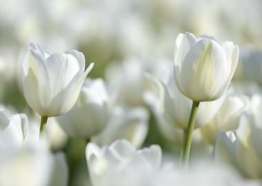 Field of White Tulips