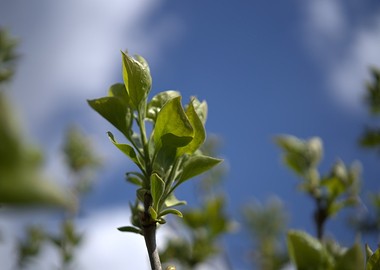 Green Leaves Against Blue Sky