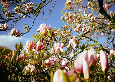 Tree Blossom