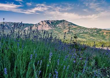 Lavender Field with Mountain Backdrop