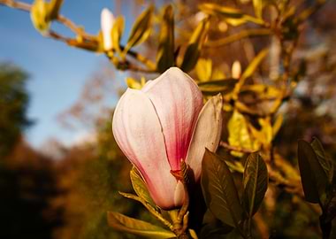 First Blossom