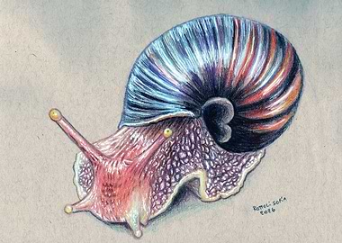 Detailed Drawing of a Snail